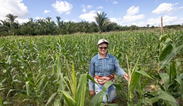 Com crédito rural, lucro de agricultores familiares no Piauí aumenta em até seis vezes