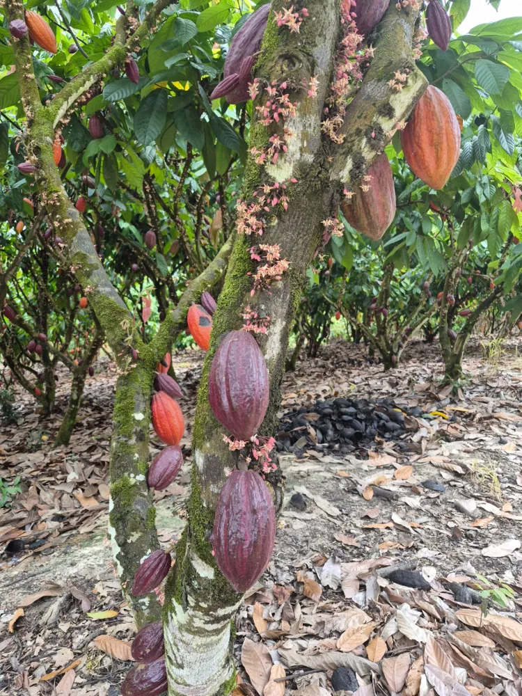 Plano inicial prevê 20 mil hectares de cacau na primeira etapa